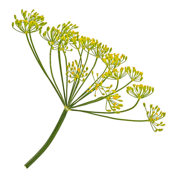istock Falling dill flower and stalk isolated on white background, full depth of field 2236584380