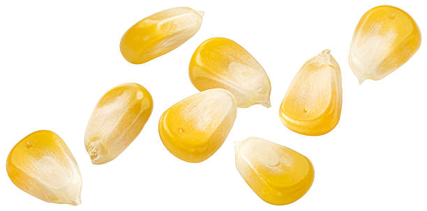 istock Falling corn kernels isolated on white background, full depth of field 2236584392