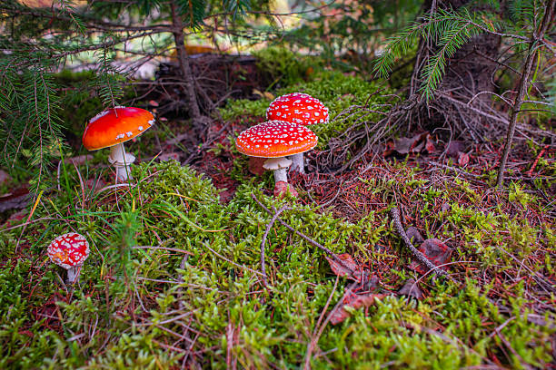 istock red fly agarics with white spots in the forest, green moss all around 2236585506