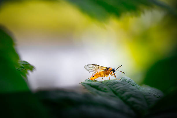istock Athalia rosae,  turnip sawfly 2236585908