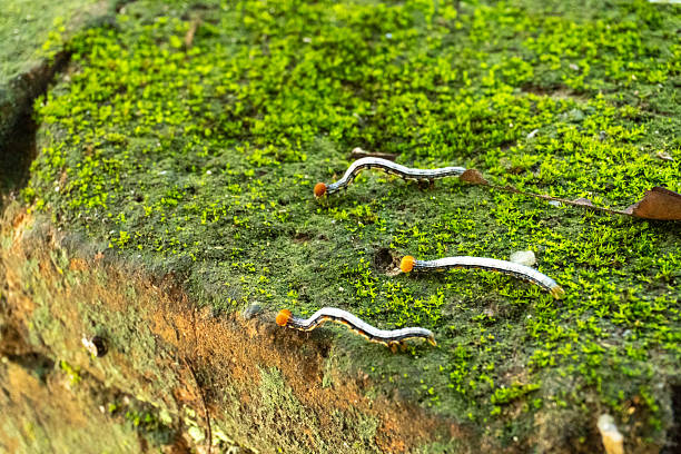 Close-up of invasive land planarian crawling over moss, symbolizing unique biodiversity and unusual animal species.