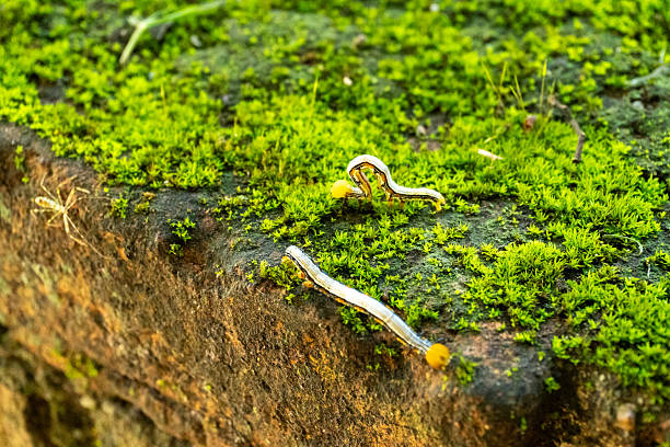 Close-up of a hammerhead flatworm moving across a moss-covered surface, representing invasive species and unique creatures in nature.