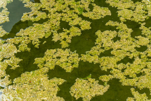 istock Green duckweed plants floating across the water surface in a natural pond. Algae bloom due to pollution. 2236587756