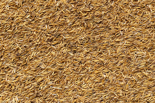 Close-up of rice husks arranged in layers, symbolizing agriculture, farming, and traditional harvest season.