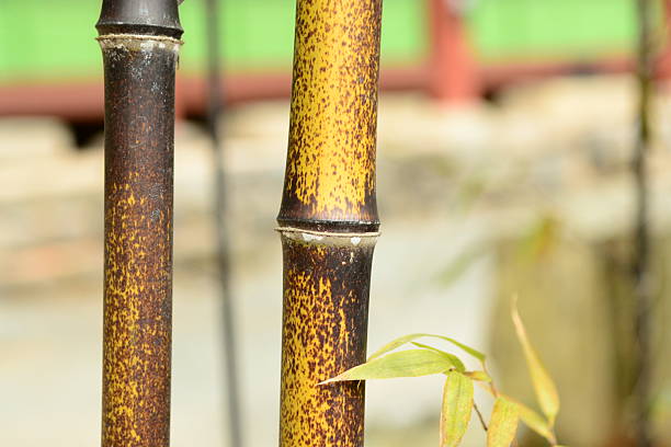 Phyllostachys nigra (O-juk), an evergreen bamboo of Poaceae with lanceolate leaves and hollow black culms, native to China and widely planted in gardens and parks as an ornamental. Photographed in Korea.