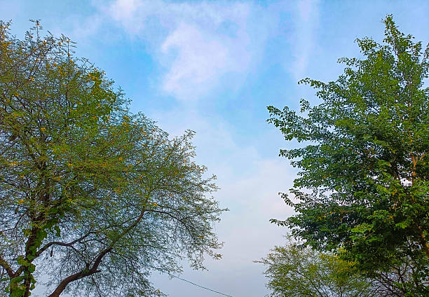 This image captures the vibrant green canopies of several trees reaching towards a soft blue sky with diffused white clouds. The varying textures of the leaves and branches create a natural frame, highlighting the tranquil beauty of the outdoors.