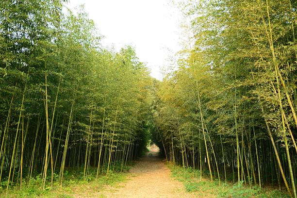 Phyllostachys nigra var. henonis (Som-dae), evergreen bamboo of Poaceae with stout culms turning yellow-green, dense foliage, and durable stems for handicrafts. Photographed in Korea.
