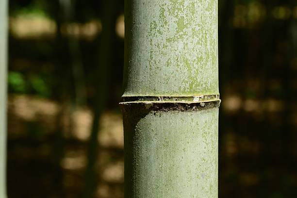istock Phyllostachys nigra var. henonis (Som-dae), evergreen bamboo with thick culms, hairy young shoots, and strong stems used for crafts. Photographed in Korea. 2236589986