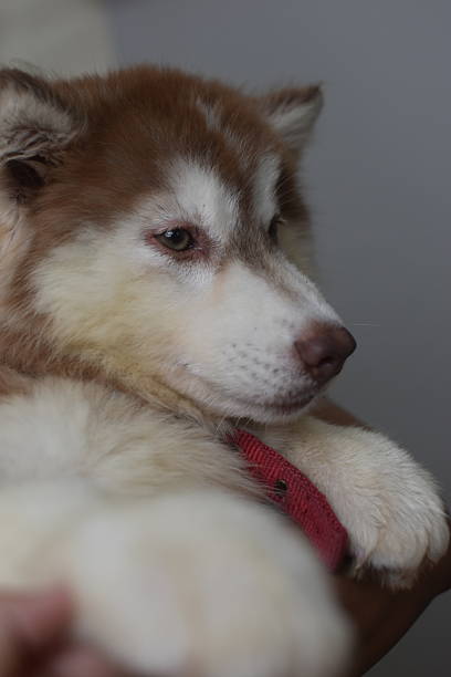 Siberian husky dog posing during a professional photoshoot in a studio setting. The husky’s striking blue eyes, thick fur coat, and attentive expression are highlighted under controlled lighting. Captured in high resolution with a clean background, showcasing the breed’s beauty, strength, and elegance.