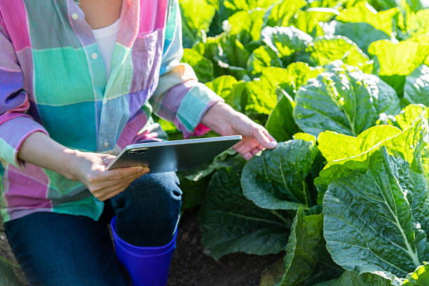 istock Young woman farmer working in her cabbage farm on tablet 2236590937