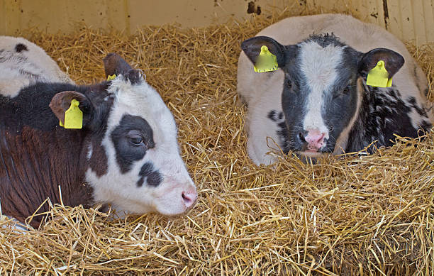 istock Begian blue fattening calves at stable. 2236591491