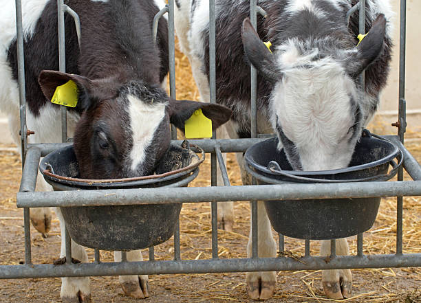 istock Begian blue fattening calves at stable. 2236591555