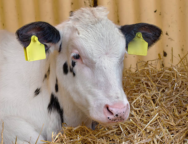 istock Begian blue fattening calves at stable. 2236591561