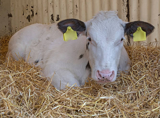 istock Begian blue fattening calves at stable. 2236591985