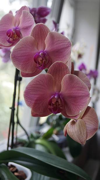 istock Close-Up of Pink Orchids in Bloom 2236593258