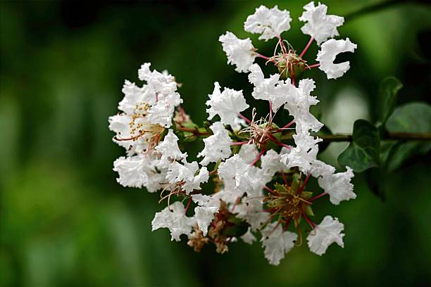 istock Lagerstroemia indica (Bae-rong-namu), deciduous tree with smooth mottled bark and vibrant red or white blossoms lasting 100 days in summer. 2236594149