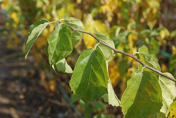 istock Cudrania tricuspidata (Gu-ji-ppong-namu), deciduous tree with thorny branches, lobed hairy leaves, and bright red edible medicinal fruits. Photographed in Korea. 2236594302