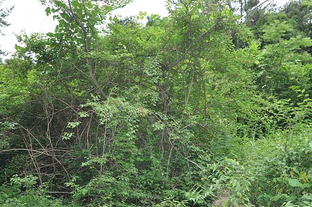 istock Broussonetia kazinoki (Dak-namu), deciduous shrub with fibrous bark for papermaking, edible medicinal fruits, and leaves used in cosmetics. Photographed in Korea. 2236594656