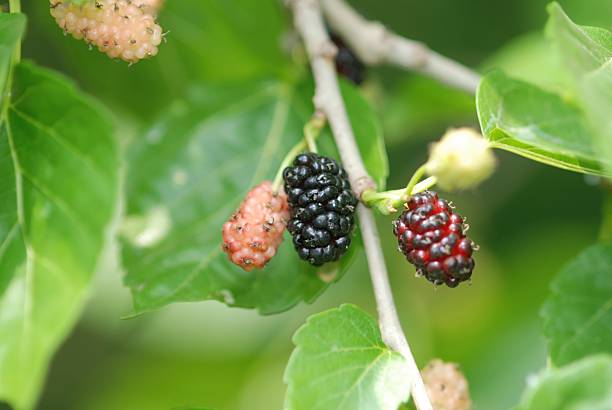 istock Morus alba (Ppong-namu), deciduous mulberry tree with lobed serrated leaves, small spring flowers, and dark purple edible medicinal fruits. 2236595129