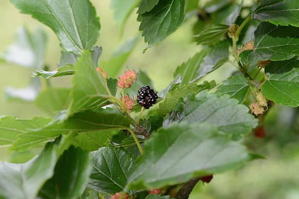 istock Morus bombycis (San-ppong-namu), deciduous mulberry tree 7–10 m tall with heart-shaped serrated leaves, spring blossoms, and dark purple edible fruits. 2236595231