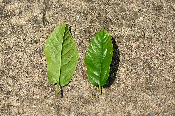 istock Ficus erecta (Cheon-seon-gwa-namu), deciduous fig tree 2–4 m tall with oval leaves, white latex sap, and dark purple autumn fruits. 2236596017