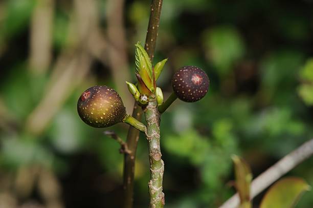 istock Ficus erecta (Cheon-seon-gwa-namu), deciduous fig tree 2–4 m tall with oval leaves, white latex sap, and dark purple autumn fruits. 2236596084