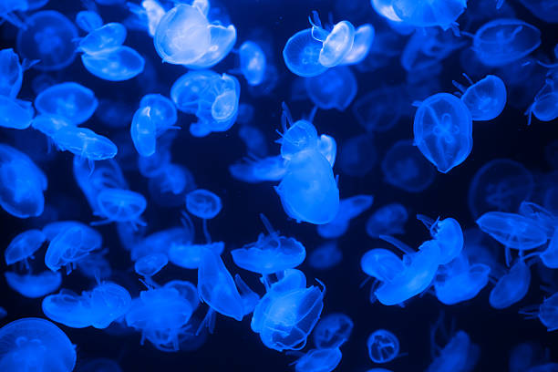 istock Bright Blue Moon Jellyfish Drifting Gracefully in Dark Ocean 2236597250