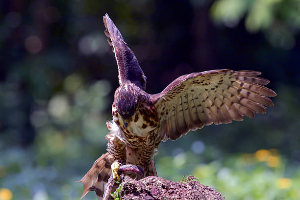 istock Crested Goshawk is preying on its prey on a large tree trunk 2236599865