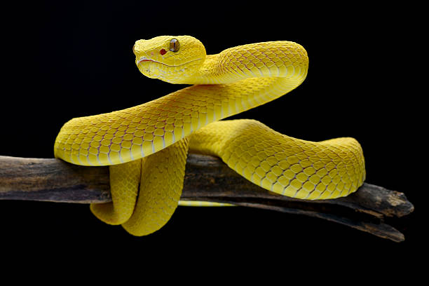 istock a yellow viper  was in a defensive position 2236599892