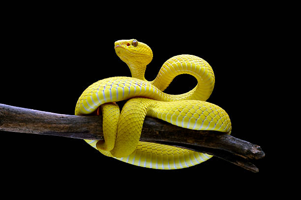istock a yellow viper  was in a defensive position 2236599897