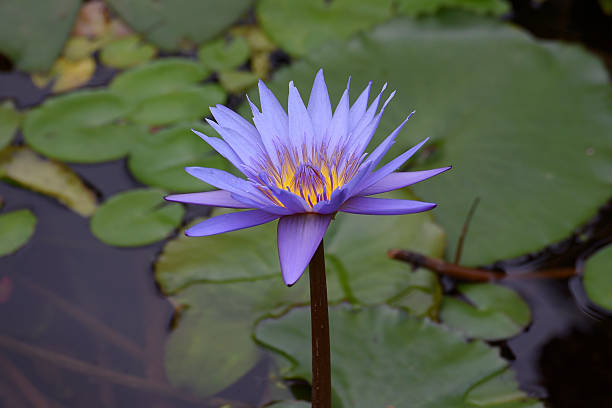 istock lotus flowers grow in the river 2236600021