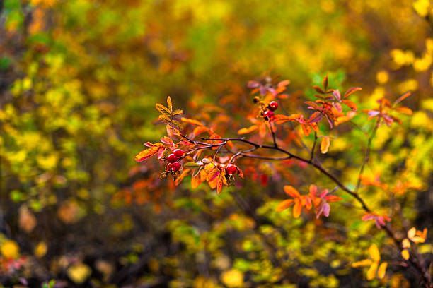 Colorful bush of bright red Rose Hip berries with selective focus on foreground with blurred background.