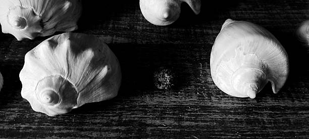 black and white photograph of shells