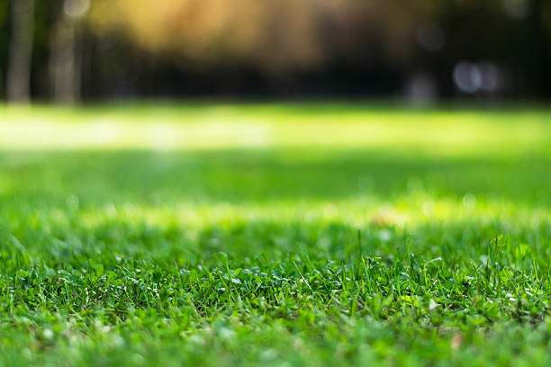 istock Close-up of vibrant green grass with blurred background 2236602138