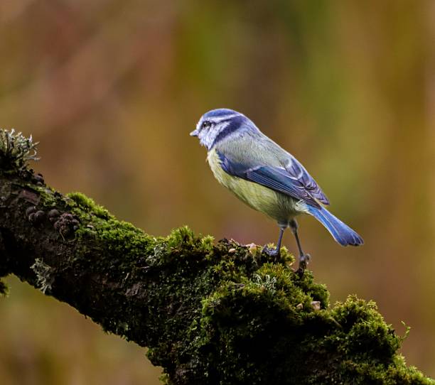 istock Blue tit bird on a mossy branch 2236603803
