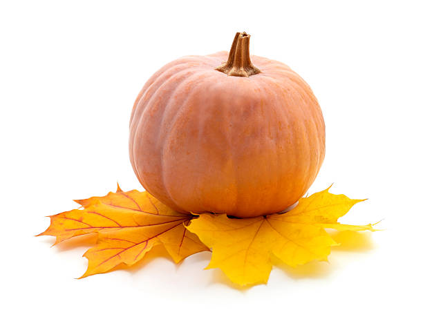 Colorful mini pumpkins and fallen leaves on green colored backgrounds for Thanksgiving and Autumn