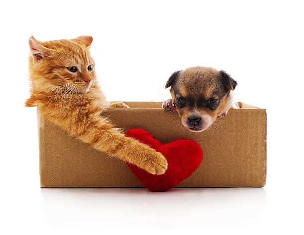 istock Kitten and puppy in a box. 2236607173