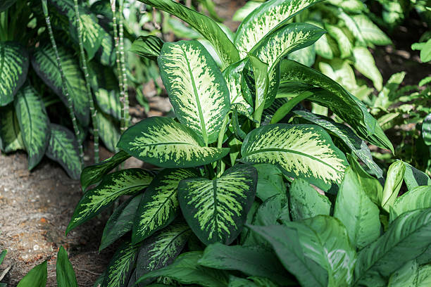 istock Dieffenbachia Plant with Variegated Leaves 2236608540