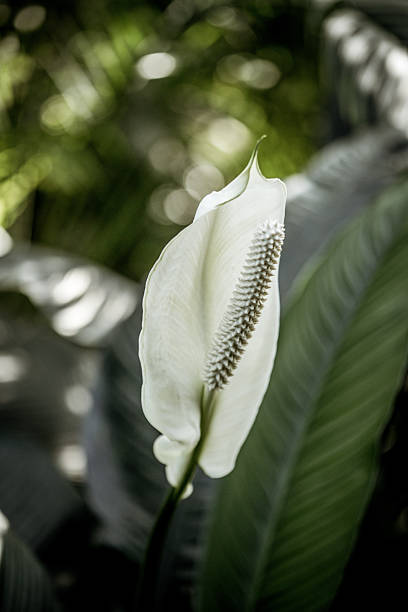 White Peace Lily Flower with Dark Spadix and Green Foliage