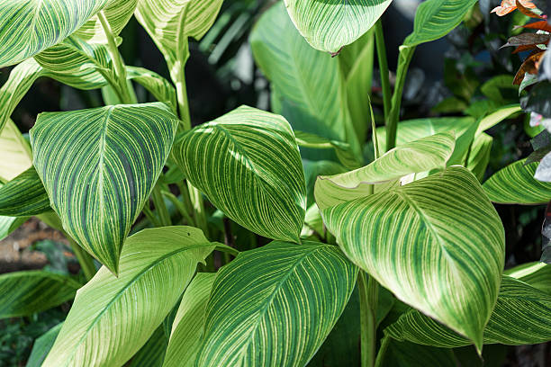 istock Variegated Canna Lily Leaves 2236609261