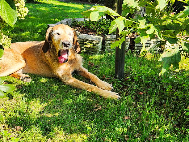Happy golden retriever laying on grass in a sunny garden with green foliage.