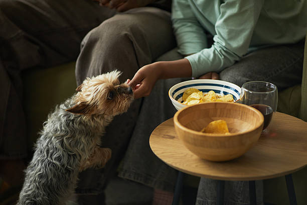 istock Young Black Girl Feeding Small Dog Potato Chips While Sitting Indoors 2236612158