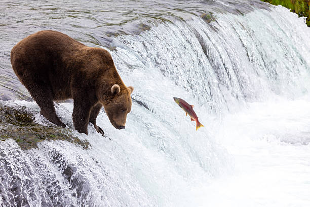 istock Bears of Brooks 2236616216