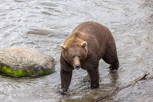 istock Bears of Brooks 2236616240