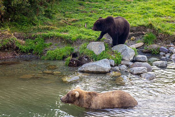 istock Bears of Brooks 2236616279