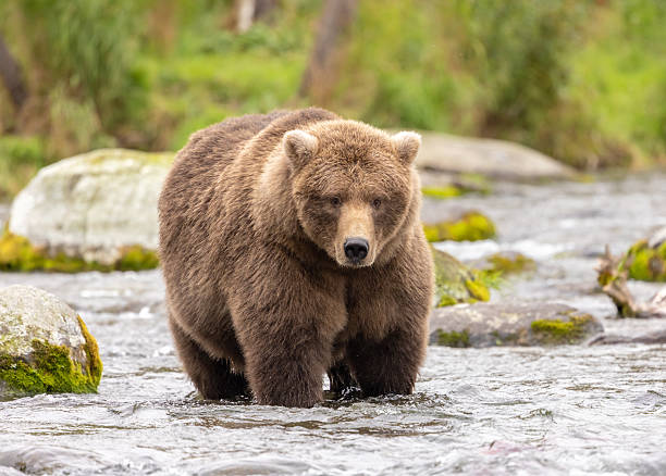 istock Bears of Brooks 2236616494