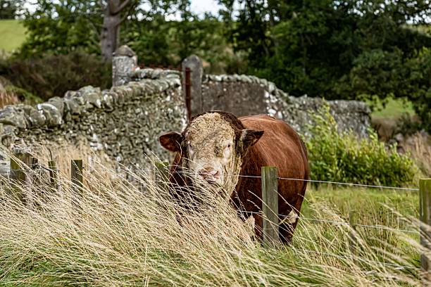 Hereford Bull Waits At Fence.