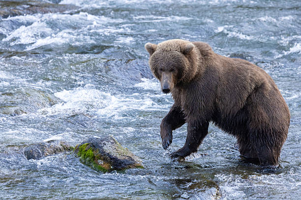 istock Bears of Brooks 2236616586