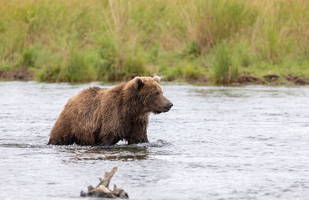 istock Bears of Brooks 2236616661