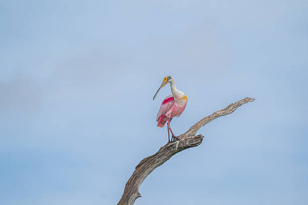 A roseate spoonbill perched high on a tree branch, looking around the wetlands.